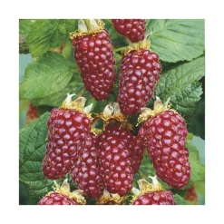 New BOTANIC® Tayberry Buckingham Bio. Le pot de 2 litres
