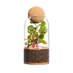BOTANIC® Terrarium autonome Niwa - Taille M Ø 8,5 cm H 24 cm