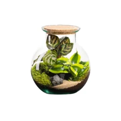 Online BOTANIC® Terrarium autonome Havana Cala - Taille S Ø 19 cm H 20 cm