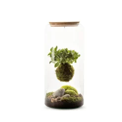 Discount BOTANIC® Terrarium autonome Mia Kokeda Ma Fitto suspendu - Taille L Ø 19 cm H 40 cm