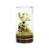 Hot BOTANIC® Terrarium autonome Green Tower Ginseng - Taille L Ø 15 cm H 30 cm