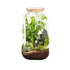 Discount BOTANIC® Terrarium autonome Bonbonne Classic Mix - Taille M Ø 23 cm H 41 cm