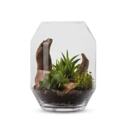 Online NATURALYS Terrarium Barnwell Succulente en verre transparent taille L - Ø 25 x 33 cm