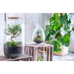 Sale BULLE DE NATURE Terrarium bonbonne avec bonsaï taille M Ø 23 x h 41 cm