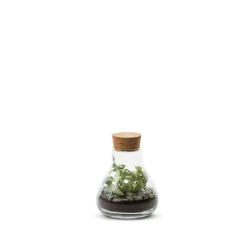 Sale BULLE DE NATURE Terrarium Laborantin en verre transparent Naturalys - Ø 10,5 x 13 cm