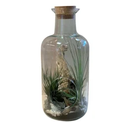 Sale NATURALYS Terrarium medicine avec tillandsia taille L Ø 15 x H 35 cm
