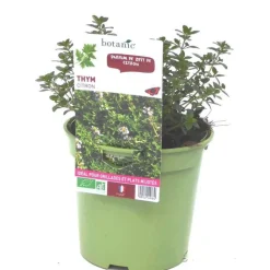 Hot BOTANIC® Thym Citron Bio. Le pot de 1 litre