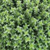 Outlet BOTANIC® Thym Ordinaire Bio. Le pot de 9x9 cm