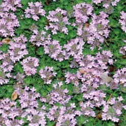 BOTANIC® Thym Rampant Rose - Le pot de 9 x 9 cm