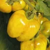 Hot BOTANIC® Tomate Allongée Poivron Jaune Bio. Le pot de 9x9 cm