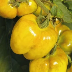 Hot BOTANIC® Tomate Allongée Poivron Jaune Bio. Le pot de 9x9 cm