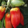 Online BOTANIC® Tomate Allongee Andine Cornue Bio. La barquette de 3 plants