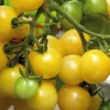 BOTANIC® Tomate Cerise Ronde Mirabelle Blanche Bio. Le pot de 9x9 cm