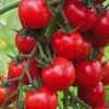 BOTANIC® Tomate Cerise Supersweet 100 F1 Bio. Le pot de 10,5 cm