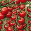 Clearance BOTANIC® Tomate Cocktail En Grappes Delice Du Jardinier Bio. La barquette de 3 plants