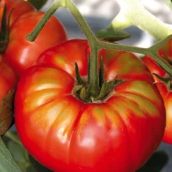 Sale BOTANIC® Tomate Côtelee Buffalo Steak Bio. La barquette de 3 plants