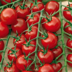 Online BOTANIC® Tomate Delice Du Jardinier Bio. La barquette de 3 plants