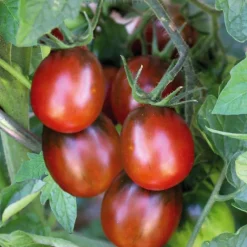 Clearance BOTANIC® Tomate Prune Noire Bio. La barquette de 3 plants