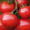 BOTANIC® Tomate Ronde Estiva Bio. Le pot de 10,5 cm