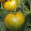 Discount BOTANIC® Tomate Ronde Green Zebra Bio. Le pot de 10,5 cm