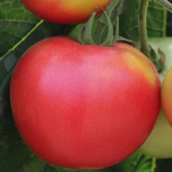 Hot BOTANIC® Tomate Ronde Rose De Berne Bio. La barquette de 3 plants