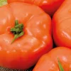 Best BOTANIC® Tomate Ronde Royale Des Guineaux Bio. Le pot de 10,5 cm