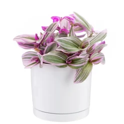 Hot BOTANIC® Tradescantia Nanouk rose en pot blanc émaillé . Le pot Ø 15 cm