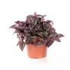New Tradescantia pendula en pot Ø 12 cm