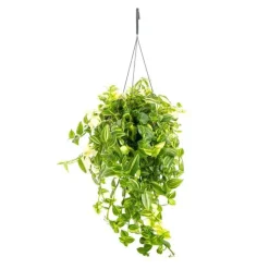 Best Tradescantia Yellow Hill suspension Ø17/18xH40 cm