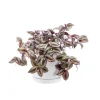 Best BOTANIC® Tradescantia Zebrina vert en pot blanc émaillé . Le pot Ø 15 cm