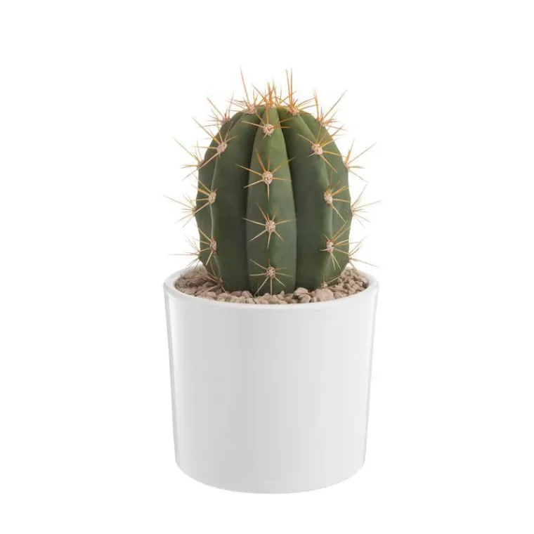 Hot BOTANIC® Trichocereus pasacana en pot blanc émaillé H 20 x Ø 20 cm