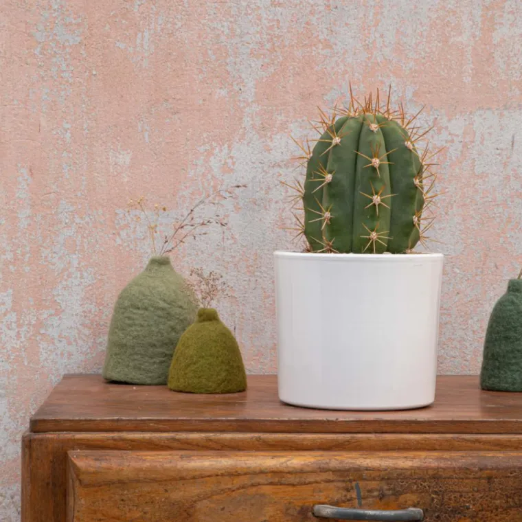 Hot BOTANIC® Trichocereus pasacana en pot blanc émaillé H 20 x Ø 20 cm