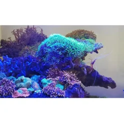 Clearance BLUE CORAL Tube LED bleu, spécifique aquarium, JUWEL, modèle Multilux - 59cm