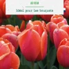 BOTANIC® Tulipe darwin hybride - 10 bulbes