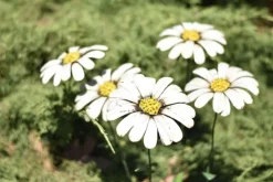 Online CHOUETTE & CO Tuteur grande marguerite en métal recyclé - 70 cm