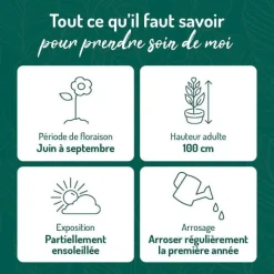 Online BOTANIC® Verveine de Buenos Aires - Le pot de 9 x 9 cm