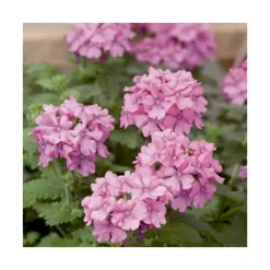 Outlet BOTANIC® Verveine retombante rose - Le pack de 6 plants