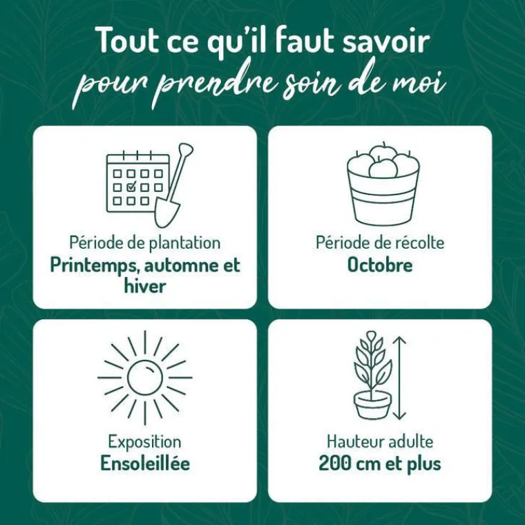 Discount BOTANIC® Vigne Alphonse Lavallee. Le pot de 2 litres