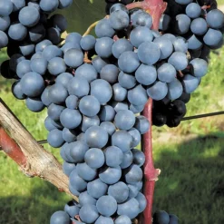 Discount BOTANIC® Vigne Alphonse Lavallee. Le pot de 2 litres