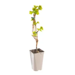 Discount BOTANIC® Vigne Alphonse Lavallee. Le pot de 2 litres