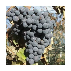 BOTANIC® Vigne Alvina. Le pot de 2 litres