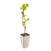 New BOTANIC® Vigne 'Centennial Seedless'. Le pot de 2 litres