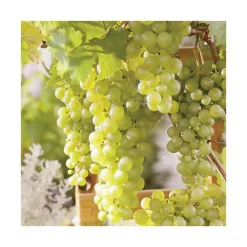 Discount BOTANIC® Vigne Chasselas Dore. Le pot de 2 litres