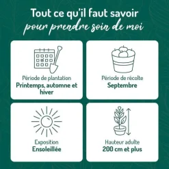 Sale BOTANIC® Vigne Dattier De Beyrouth. Le pot de 2 litres