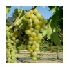 Best BOTANIC® Vigne Muscat Blanc Bio. Le pot de 5 litres