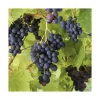 BOTANIC® Vigne Muscat Bleu Bio. Le pot de 5 litres