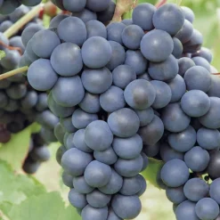 Discount BOTANIC® Vigne Muscat De Hambourg. Le pot de 2 litres