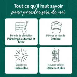 Outlet BOTANIC® Vigne Muscat De Hambourg. Le pot de 5 litres