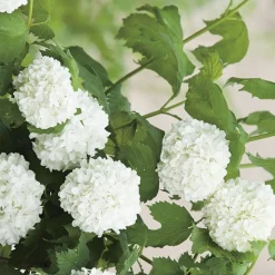 BOTANIC® Viorne Boule de neige Roseum blanc. Le pot de 7 litres