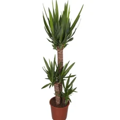 Online Yucca 3 pieds